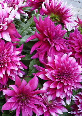 花卉赏析1