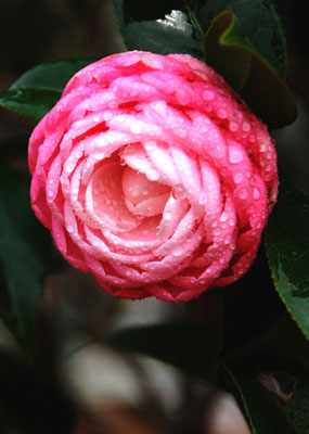 花卉赏析2