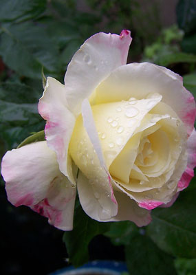 花卉赏析3